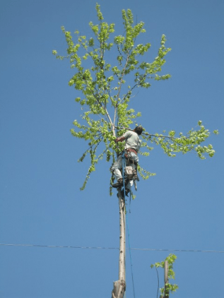Before removing the tree — tree care in Bethlehem, PA