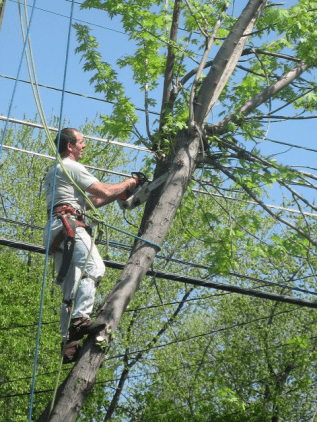 Tree care service — tree care in Bethlehem, PA