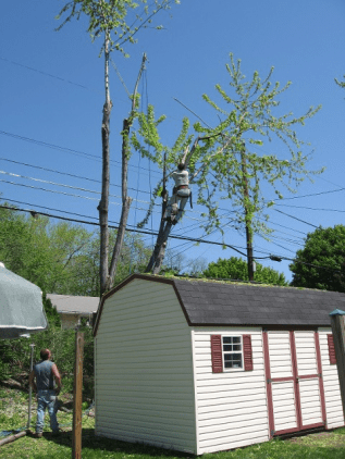 Man trimming tree near the house — tree care in Bethlehem, PA