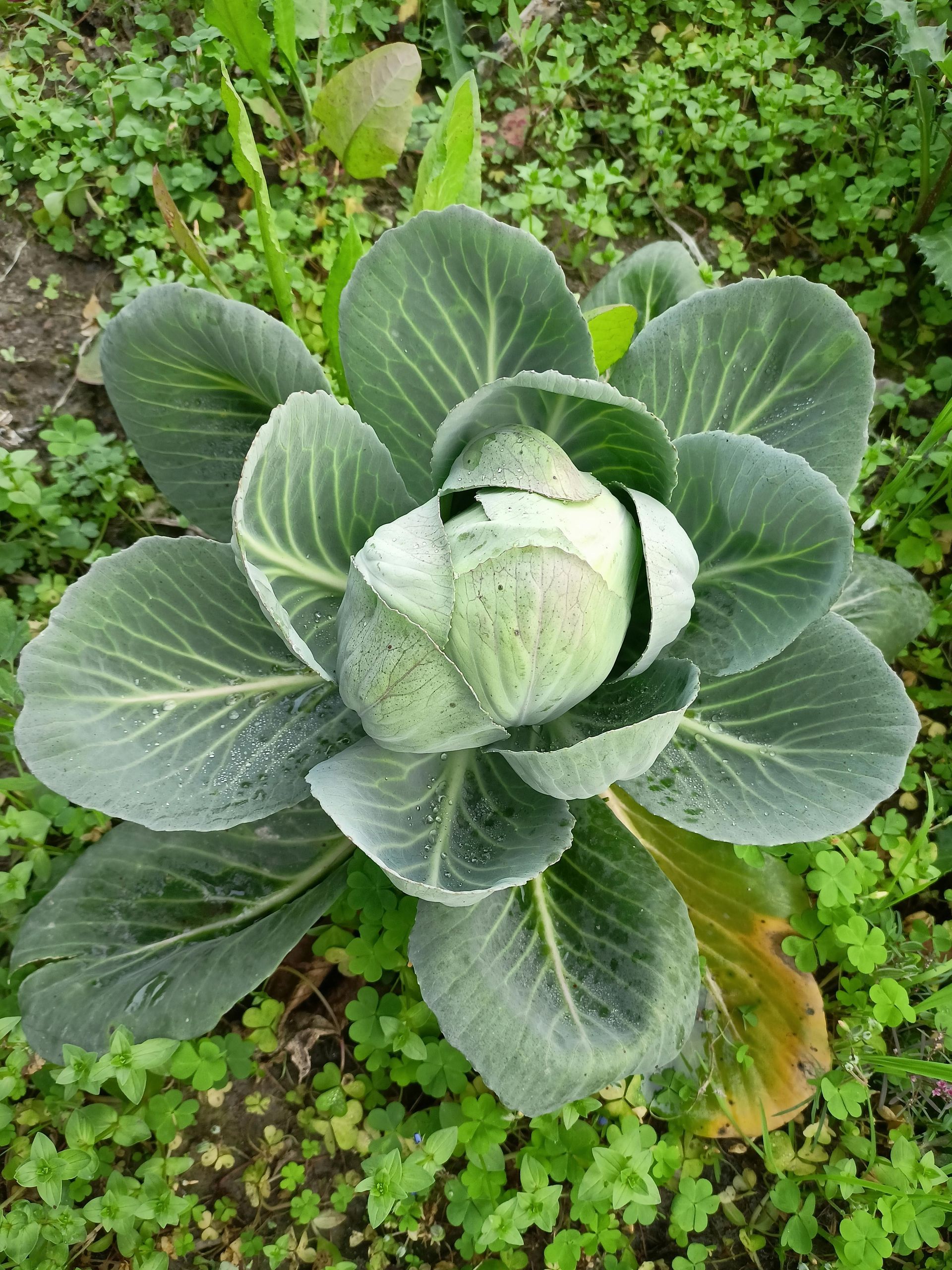 קוצצים את הכרוב לרצועות דקות מעבירים לקערה, מוסיפים את הטופו וגרגירי החומוס.