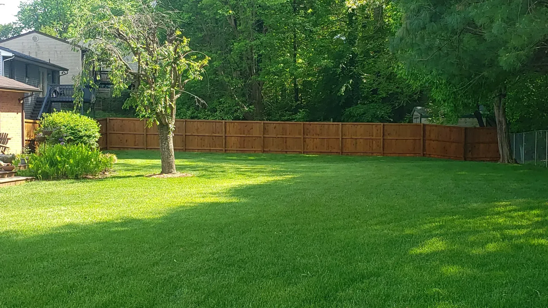 Green lawn in a backyard, wooden fence, small tree, lush greenery, sunny day.