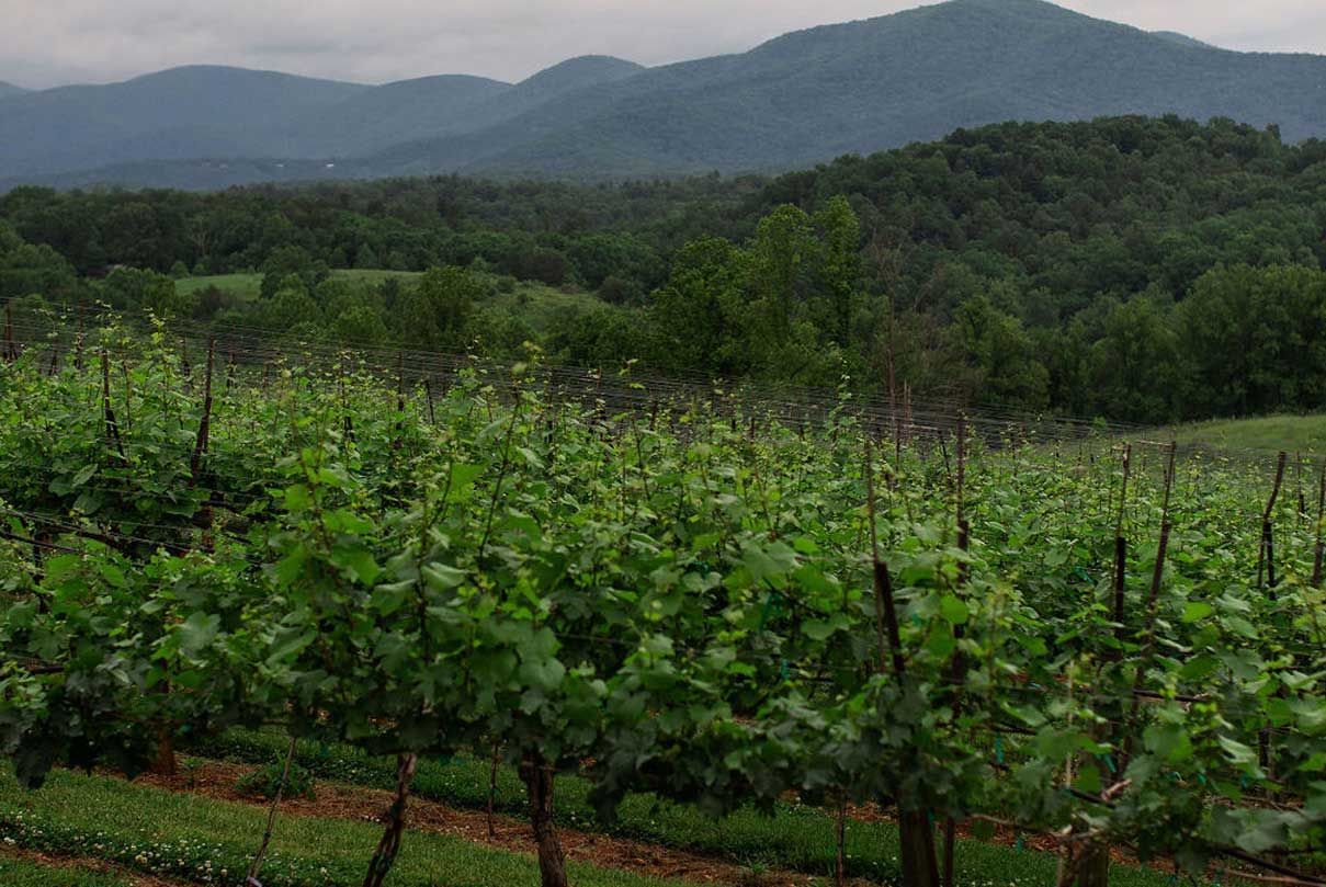 A vineyard with mountains in the background on a cloudy day.
