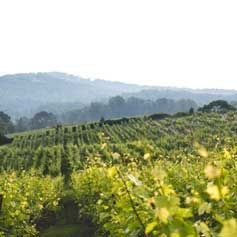 A lush green vineyard with mountains in the background.