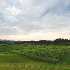 A large green field with a cloudy sky in the background.