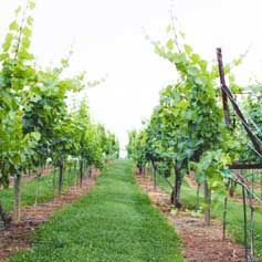 A row of grape vines growing in a vineyard.