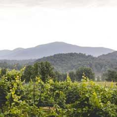 There are mountains in the background and a vineyard in the foreground.