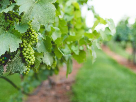 A bunch of green grapes hanging from a vine in a vineyard.