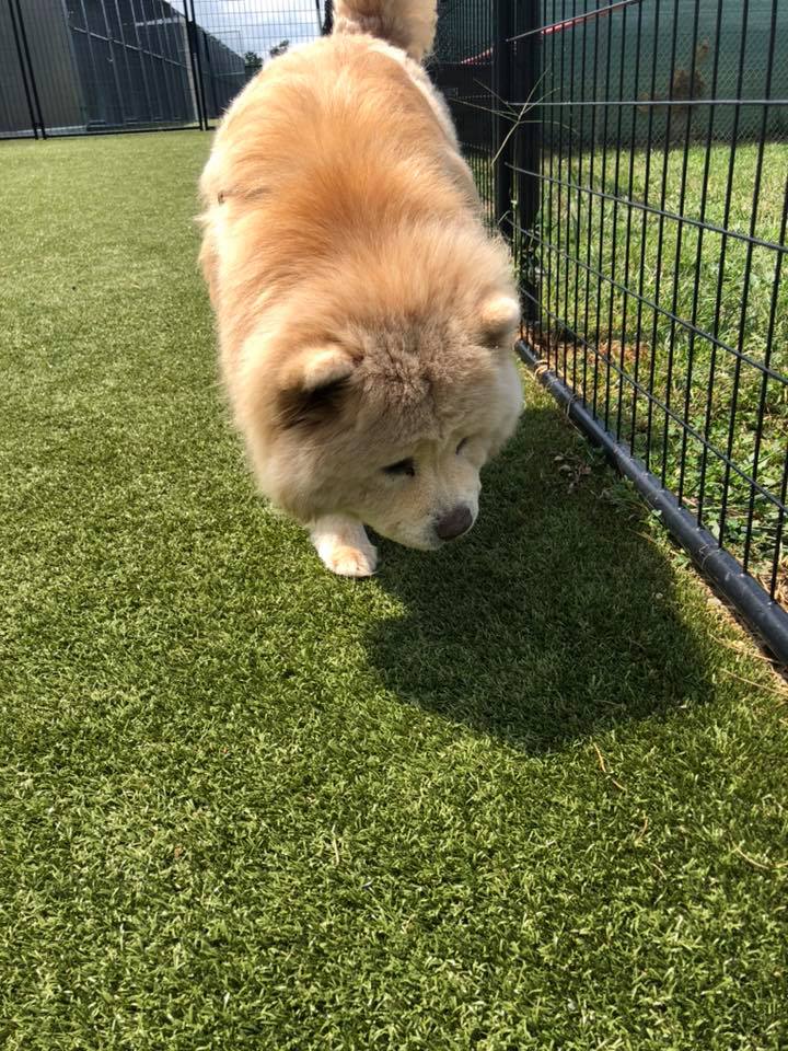 tri_state_pet_gallery_photo_45