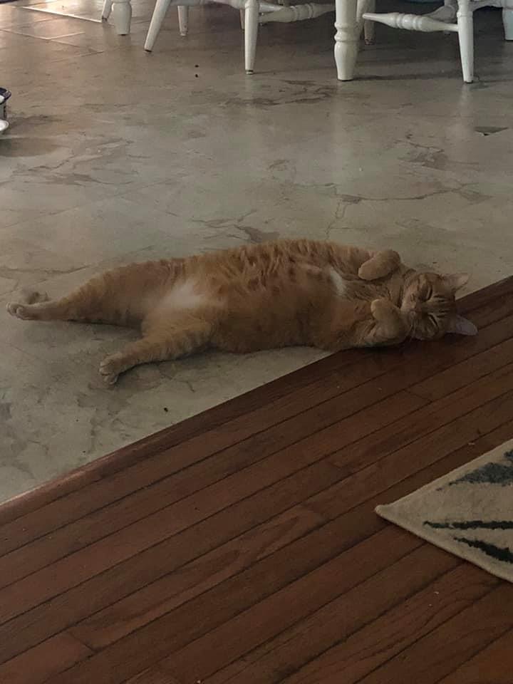 tri_state_pet_gallery_photo_48