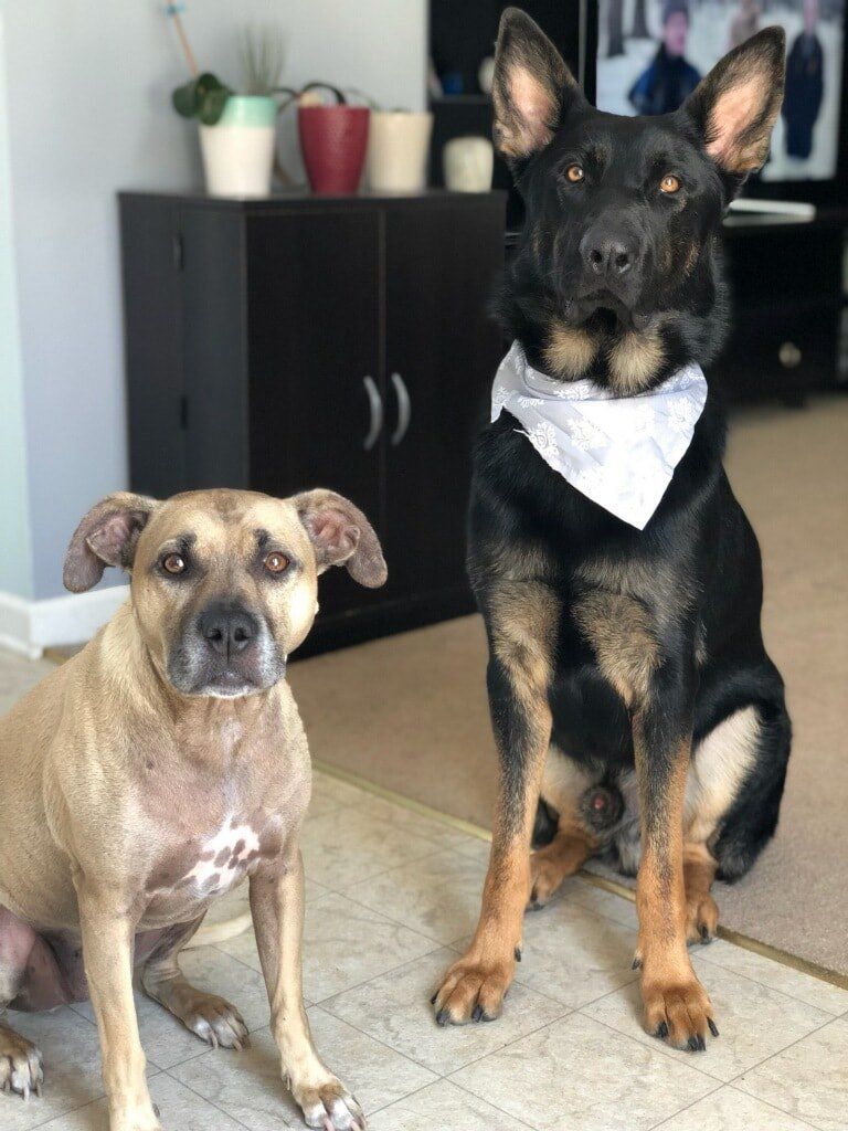 tri_state_pet_gallery_photo_43