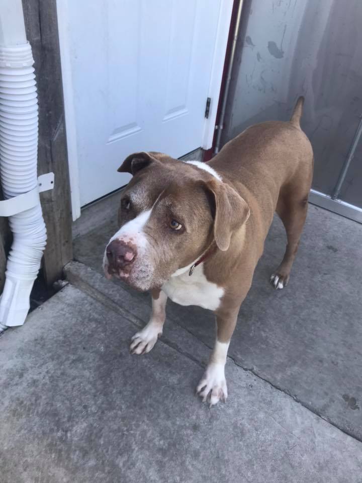 tri_state_pet_gallery_photo_41