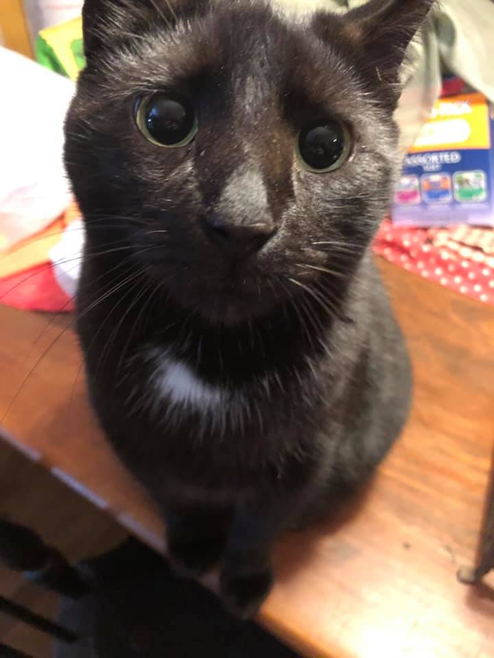 tri_state_pet_gallery_photo_40