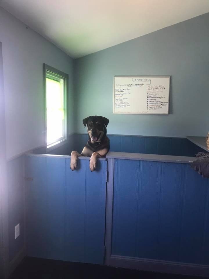 tri_state_pet_gallery_photo_38