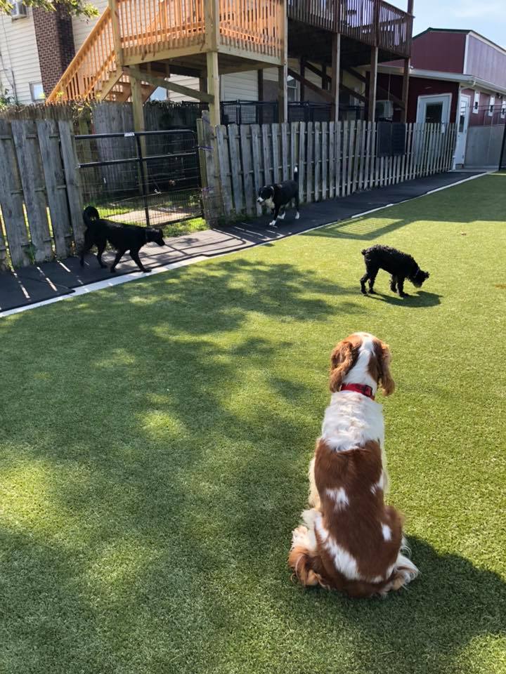 tri_state_pet_gallery_photo_36