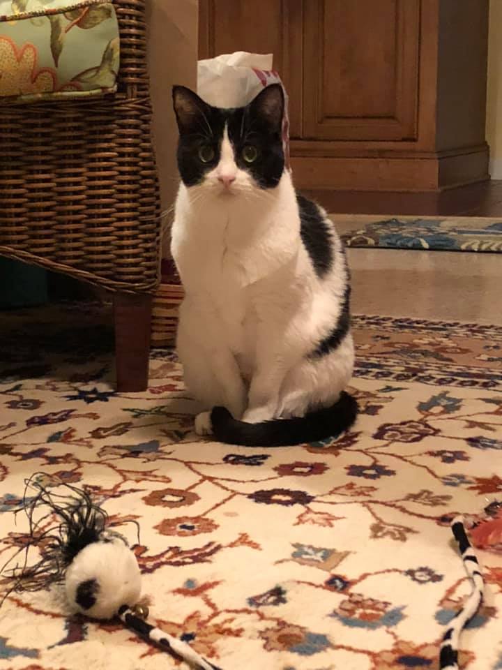 tri_state_pet_gallery_photo_35