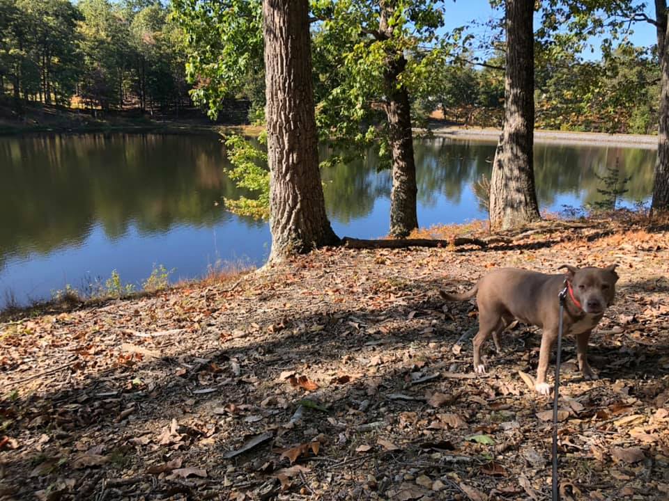 tri_state_pet_gallery_photo_29