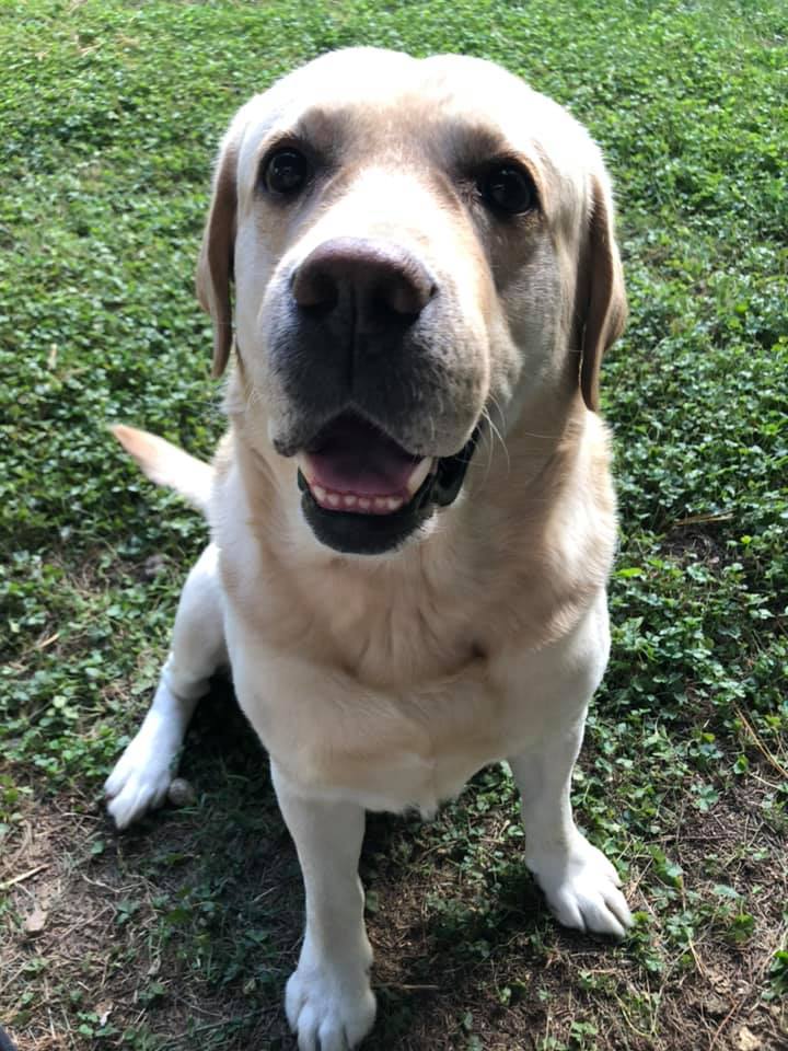 tri_state_pet_gallery_photo_25