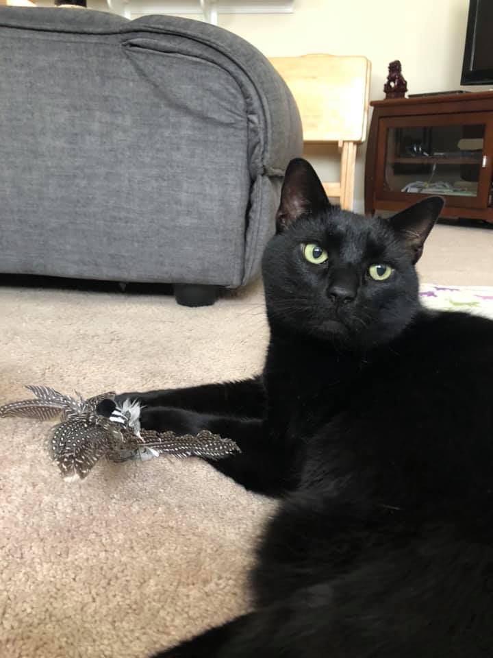 tri_state_pet_gallery_photo_21