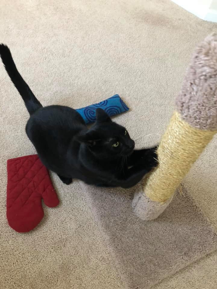 tri_state_pet_gallery_photo_19