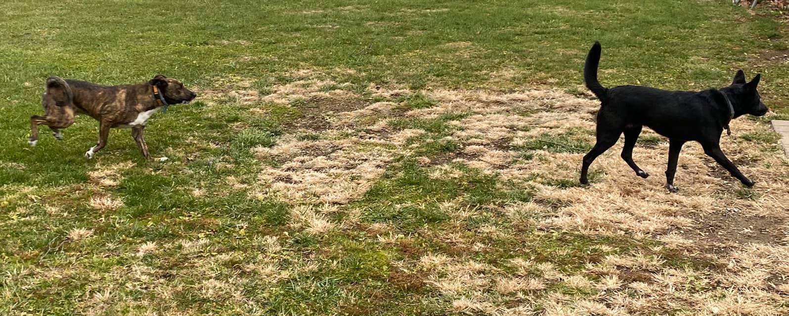 tri_state_pet_gallery_photo_20