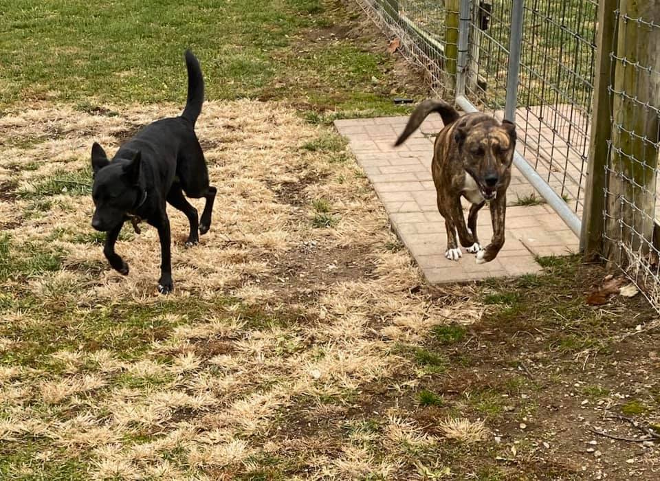 tri_state_pet_gallery_photo_18