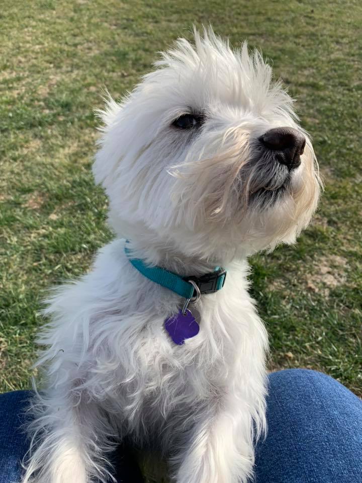 tri_state_pet_gallery_photo_17