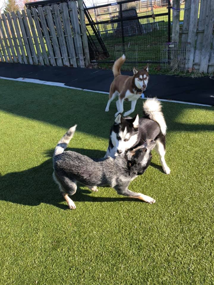 tri_state_pet_gallery_photo_11