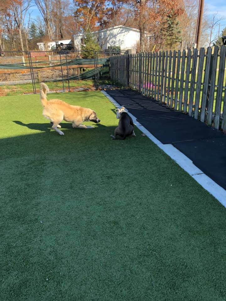 tri_state_pet_gallery_photo_10