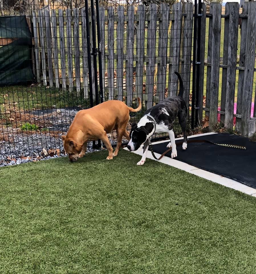 tri_state_pet_gallery_photo_4