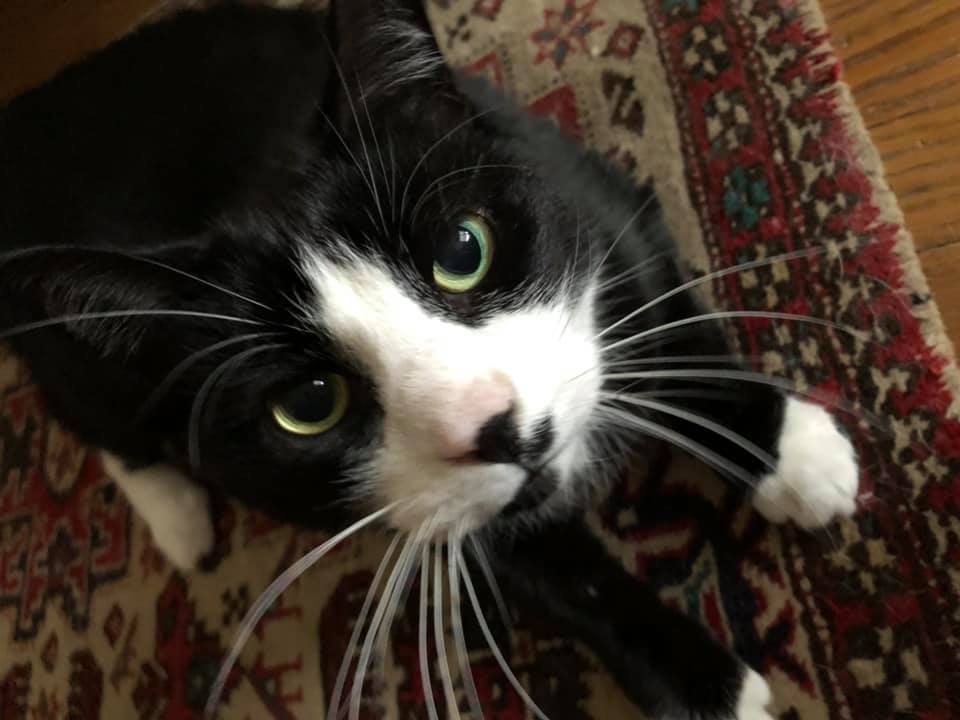 tri_state_pet_gallery_photo_5