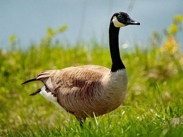 Canada Goose  Pest Information & Prevention Tips