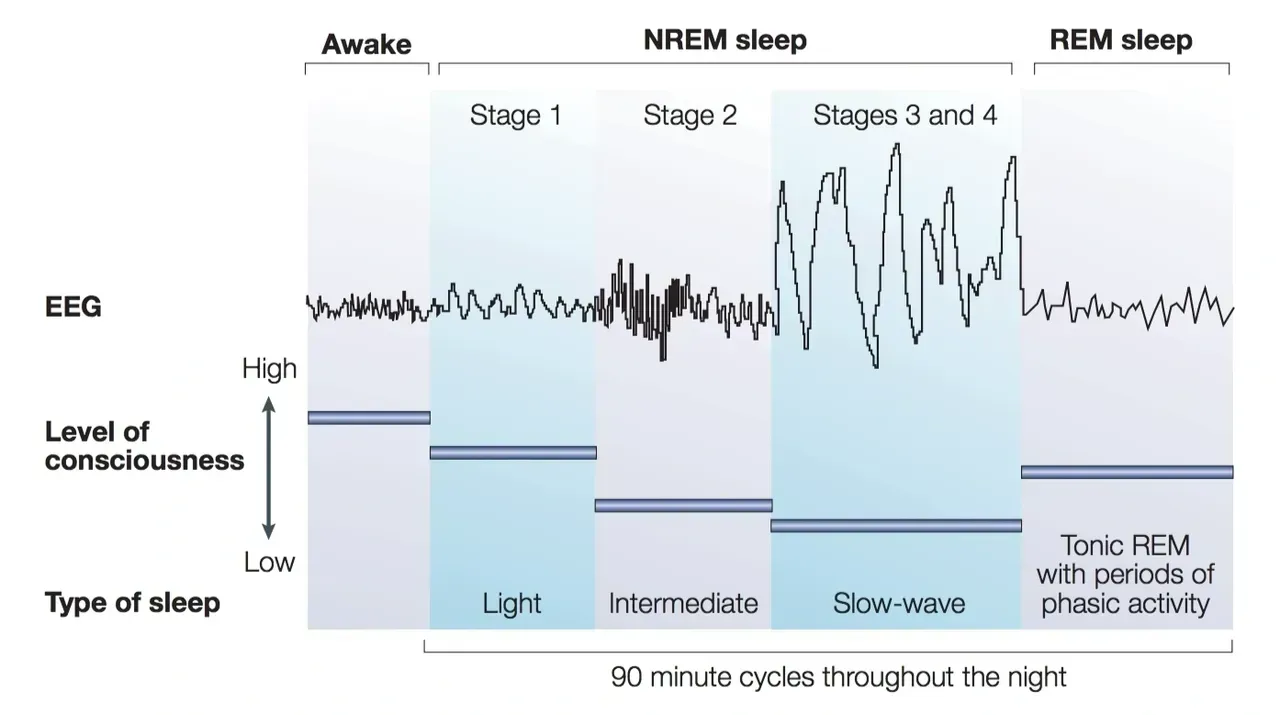 A graph showing the different stages of sleep