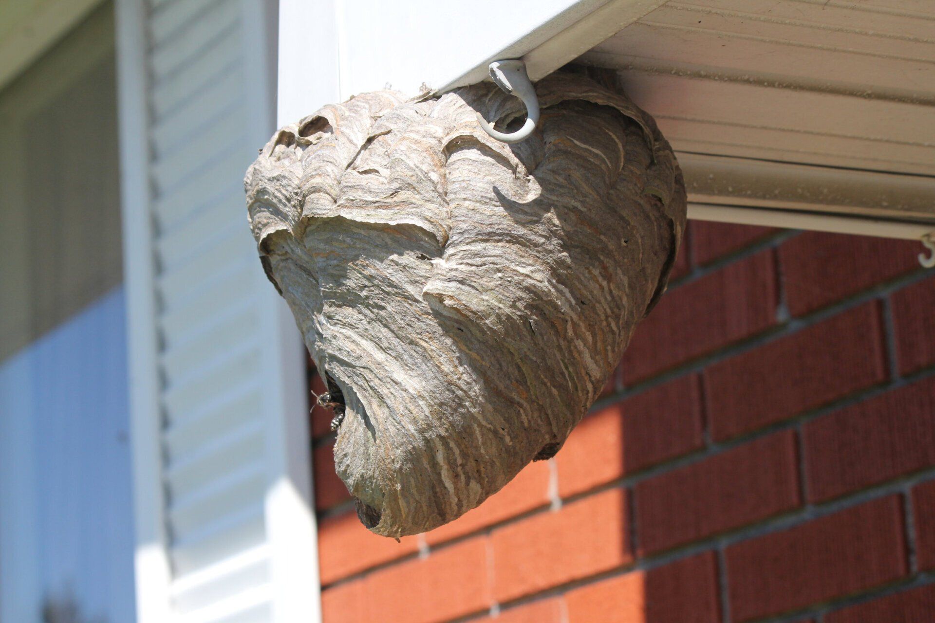 Wasp Removal