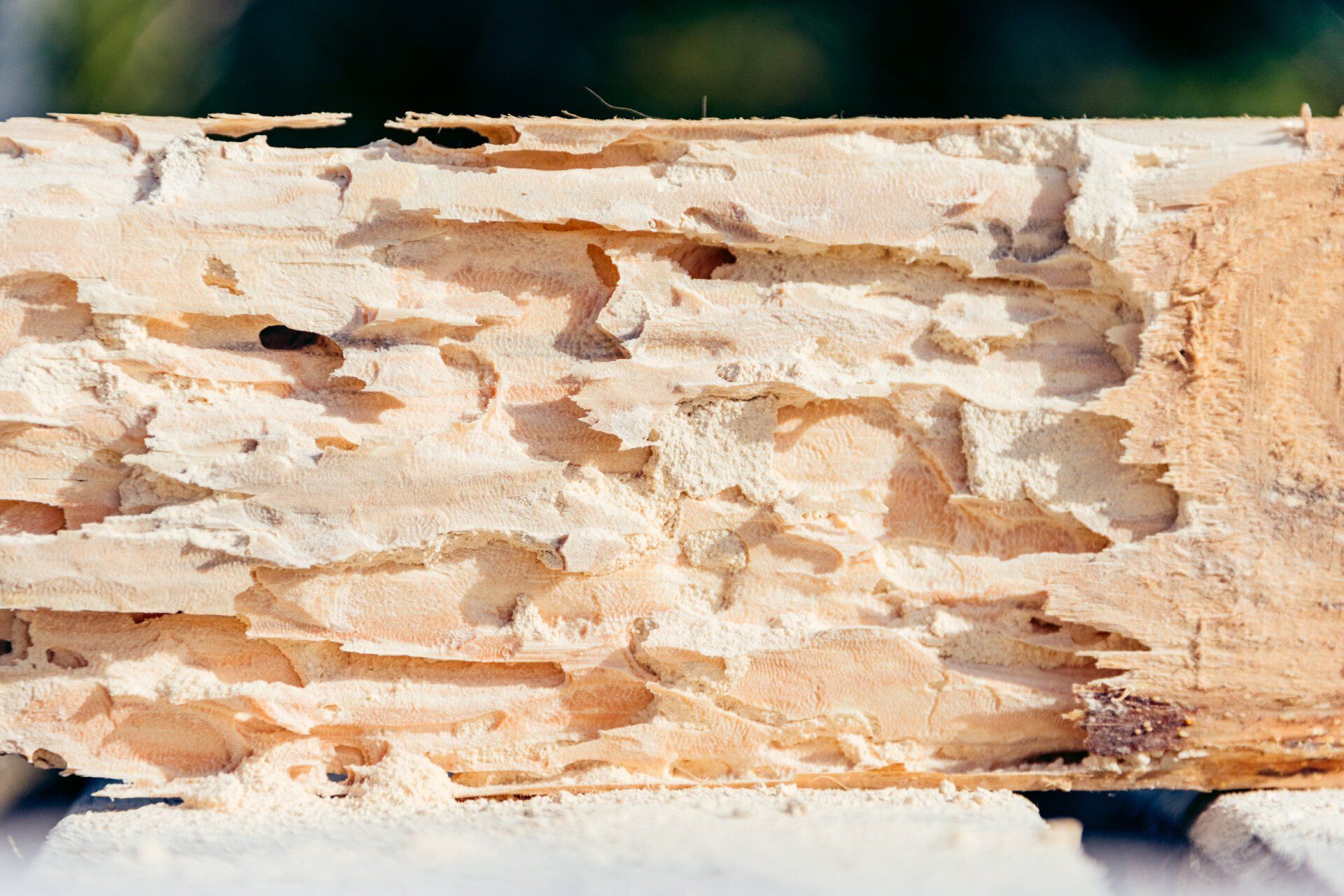 Pest Control Woburn, MA  -  Carpenter Ants