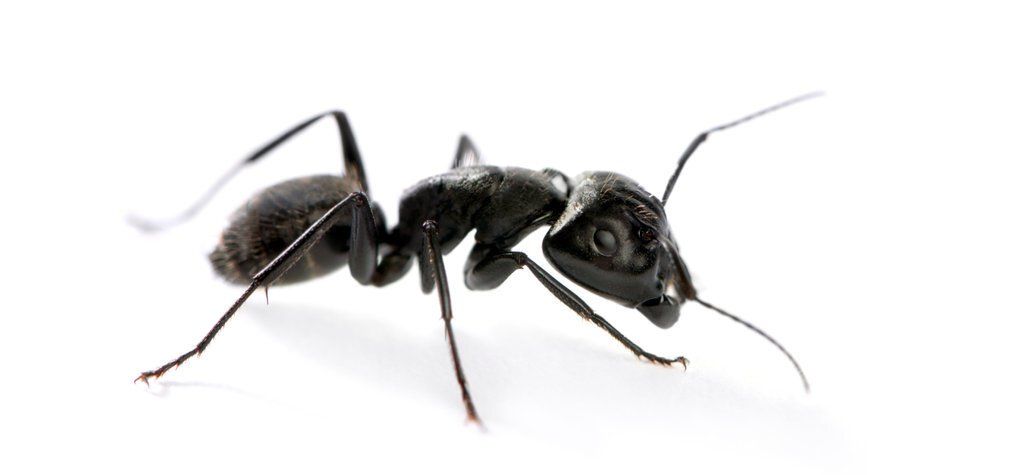 Carpenter Ant