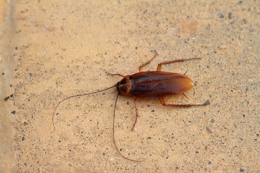 Prevent Roaches with Professional Pest Control Services