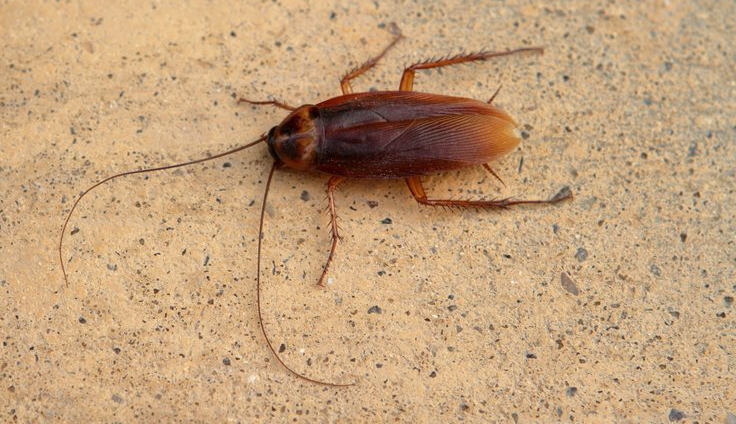 Roach Extermination