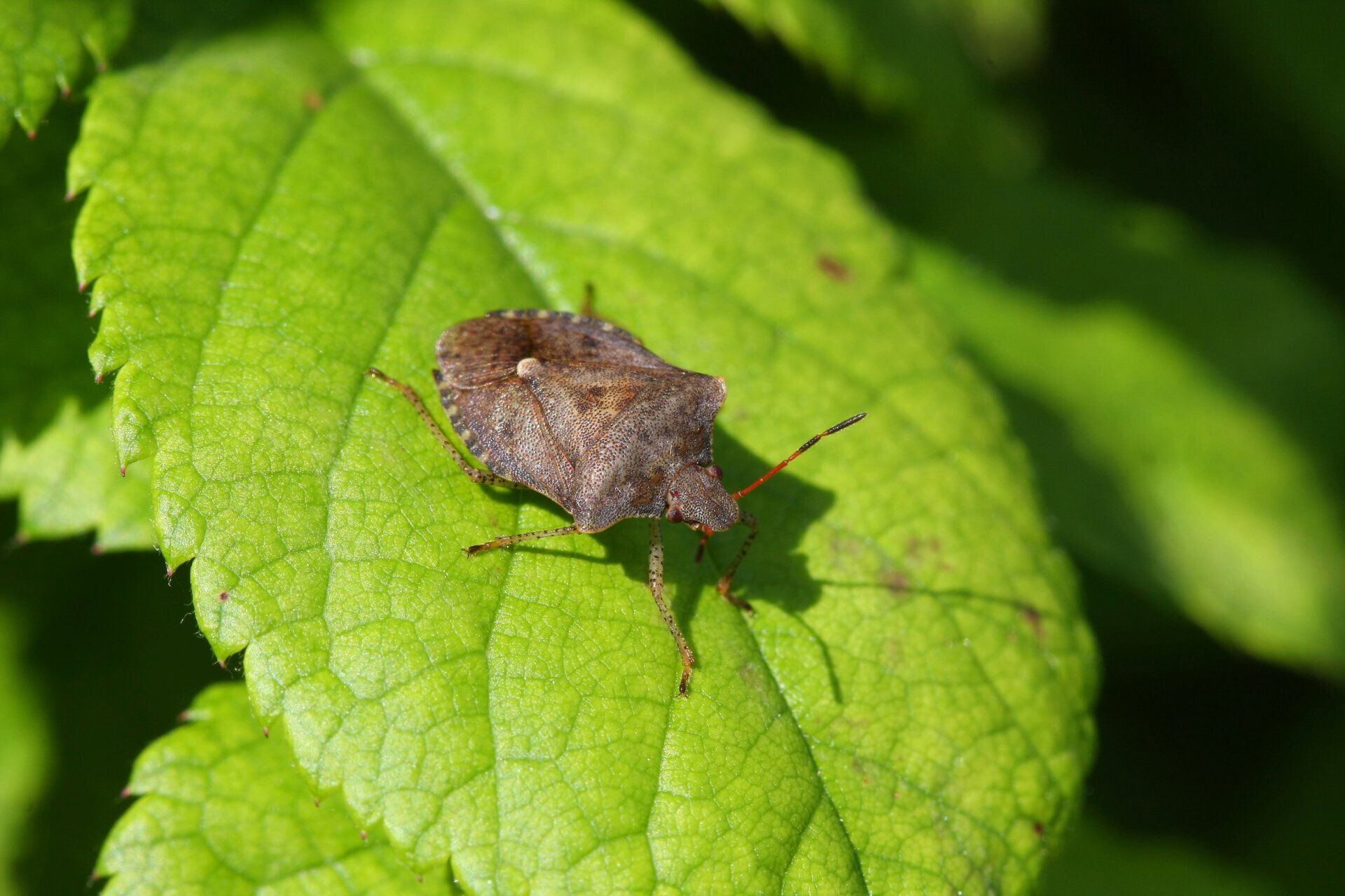 Stink Bug -  Pest Library of Pest Specialists, LLC