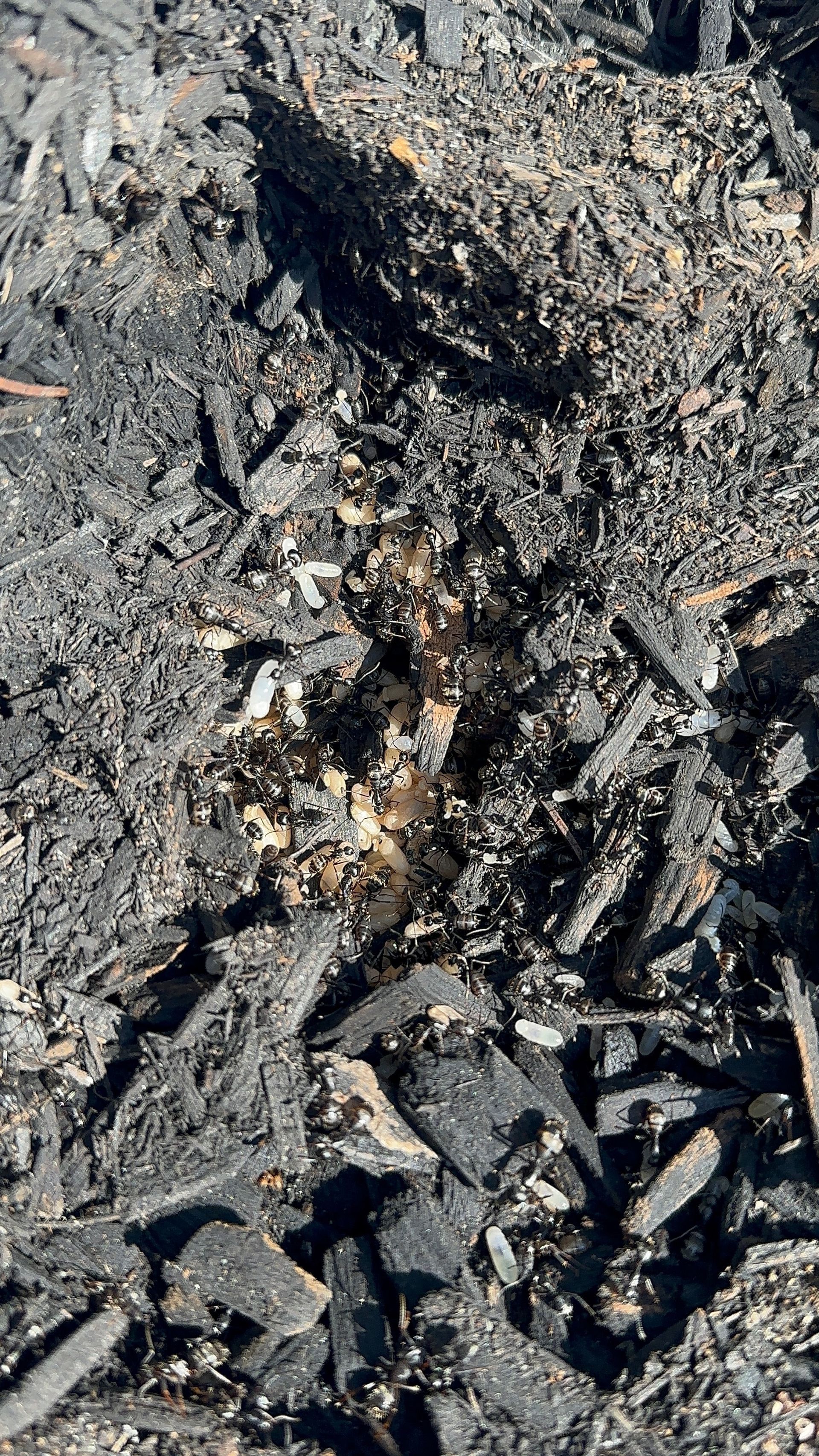 carpenter ant infestation