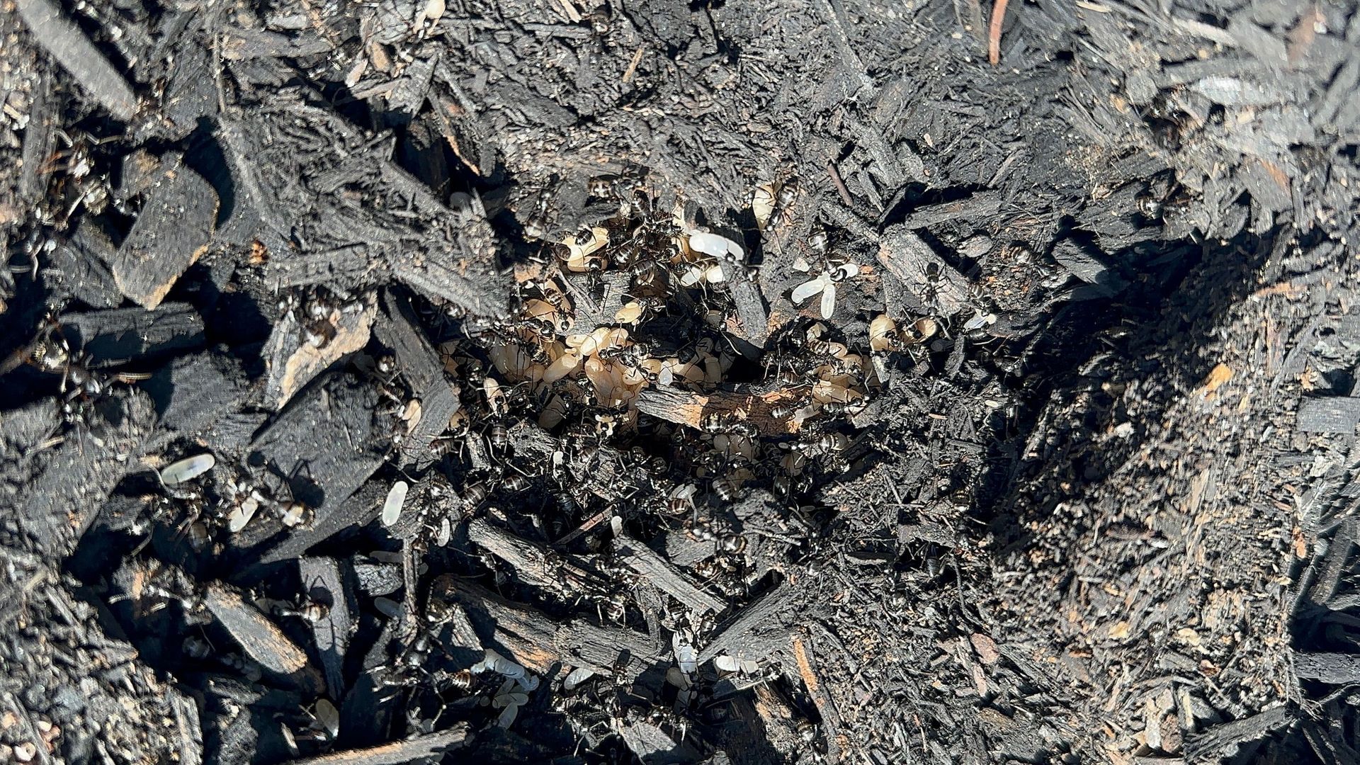 Carpenter Ant Nest in Davers, MA