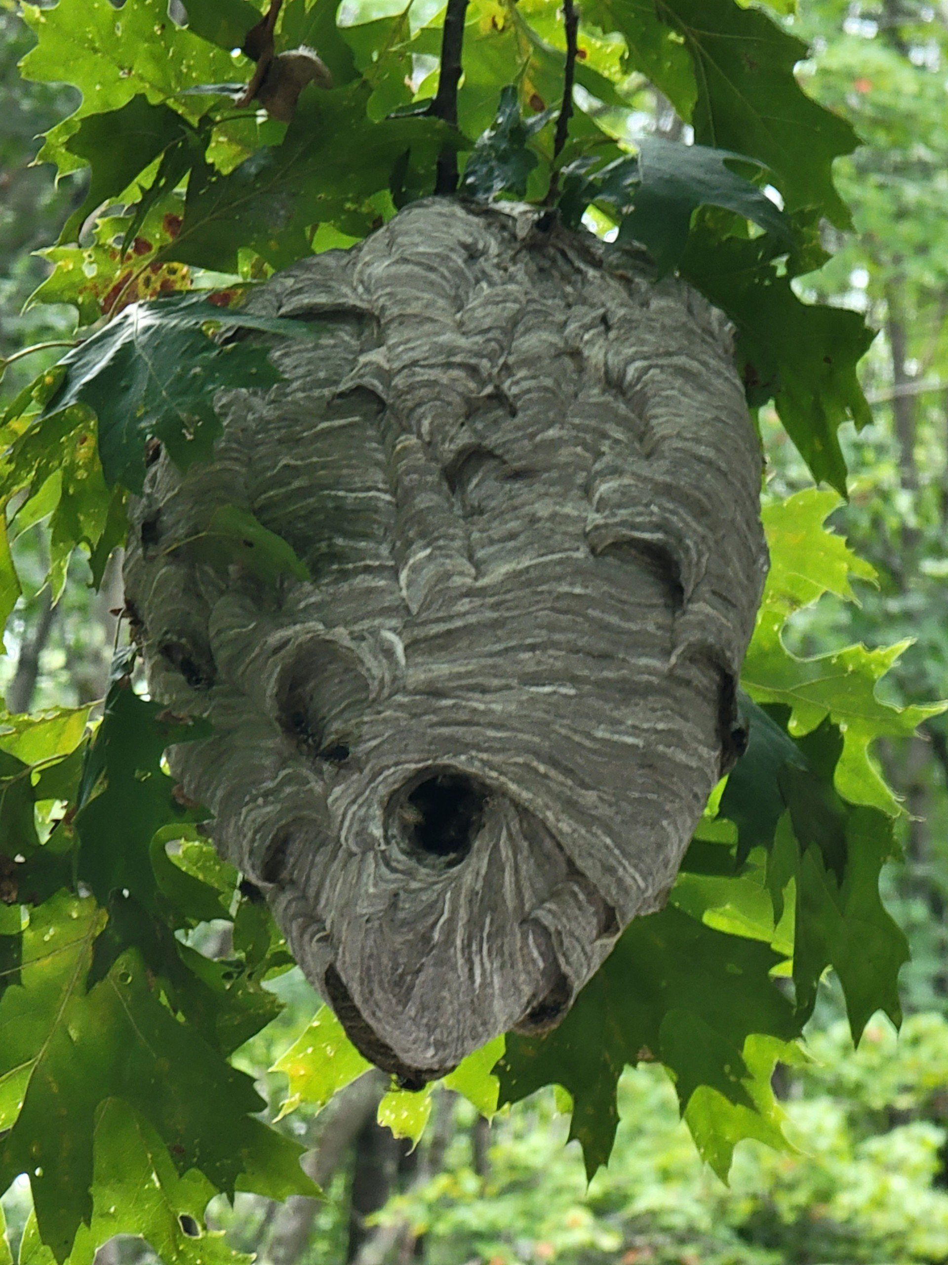 Bald Face Hornets Nest