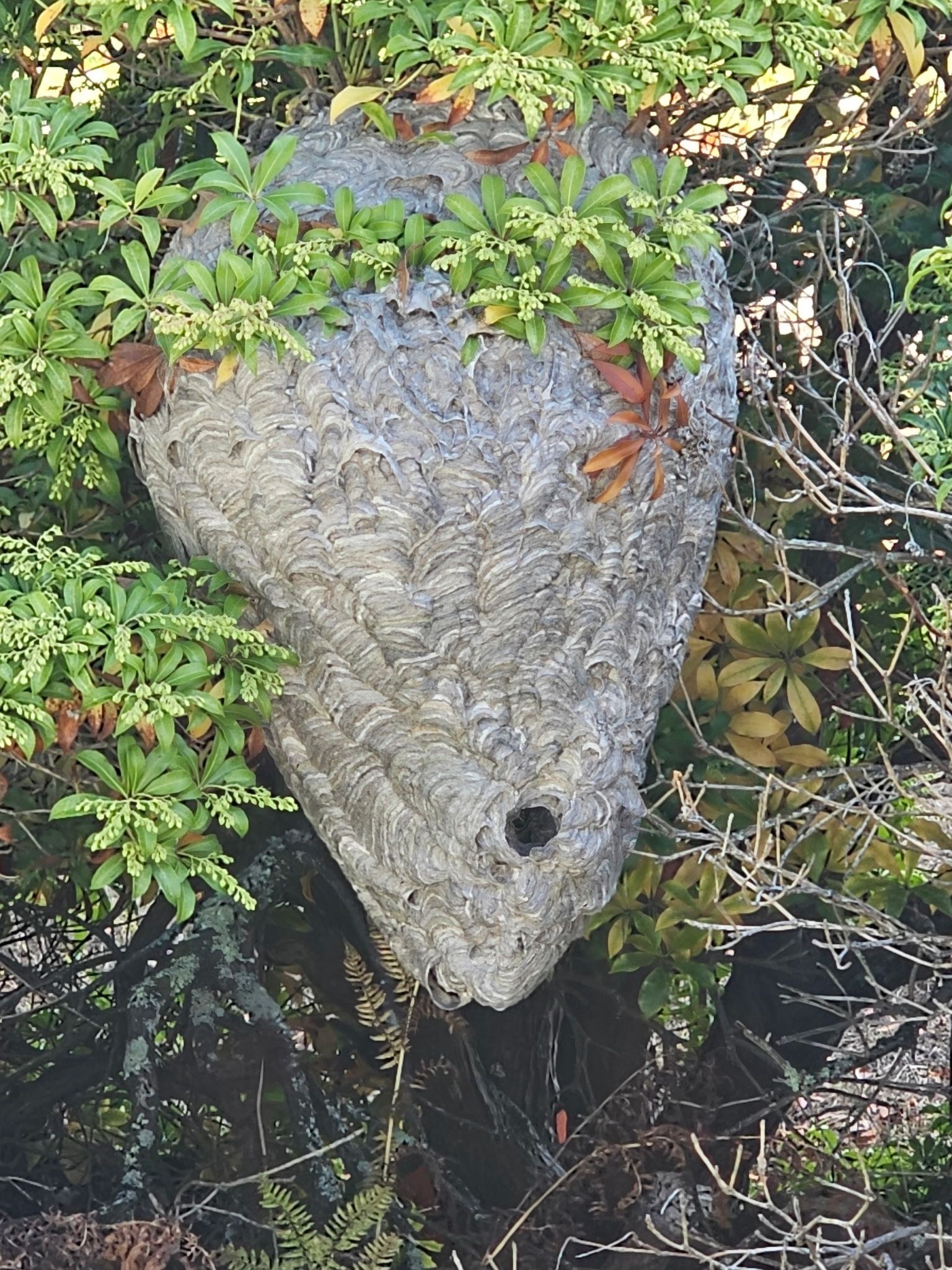 Bald-Face Hornets Nest Removal in Manchester, New aphire