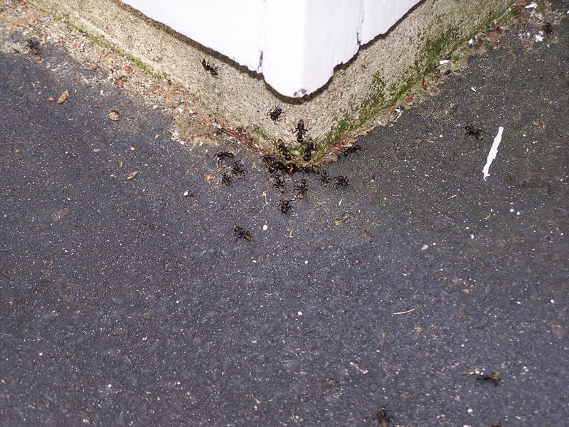 Trusted Eco-Friendly Pest Control Solutions in Barrington, NH