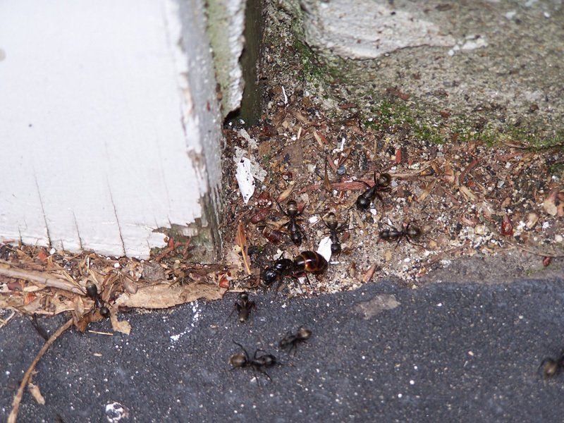 Carpenter Ant Infestation