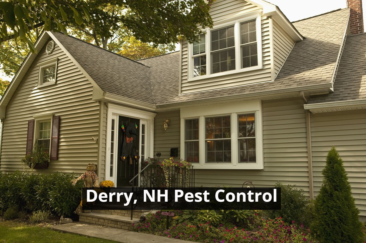Pest Control Derry, NH