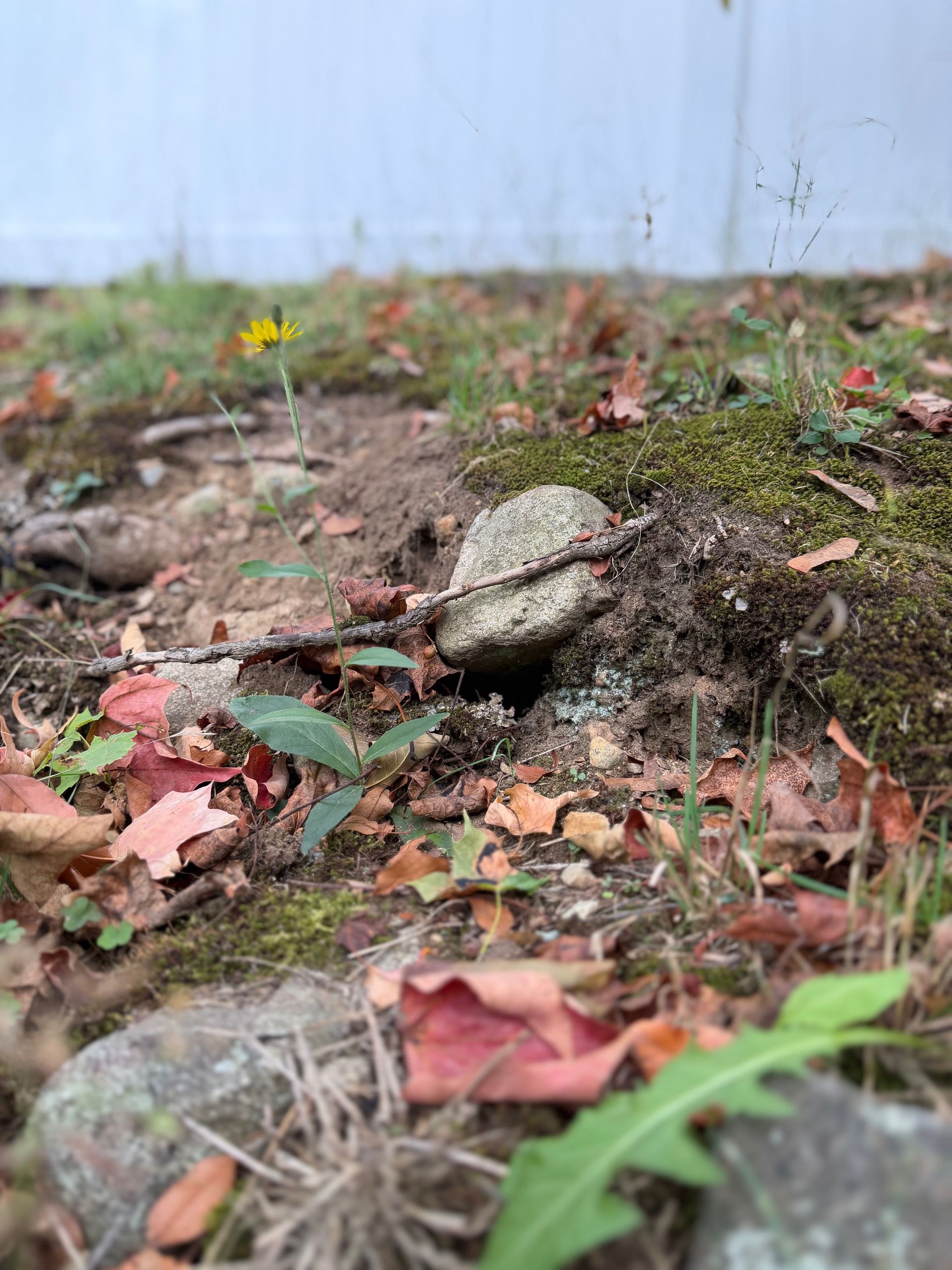 Rat Burrows in Stoneham, MA