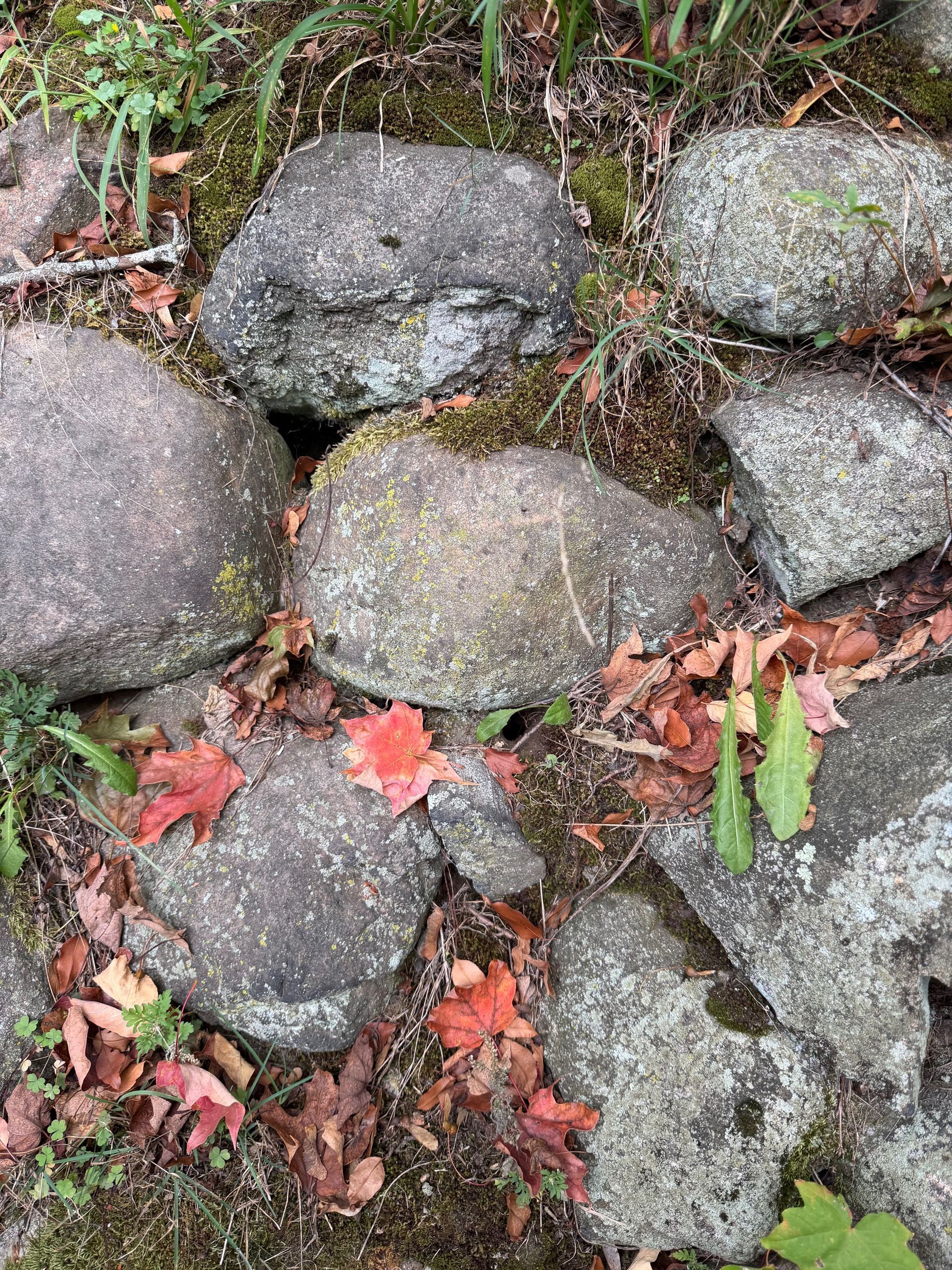 Rat Burrows in Stoneham, MA