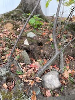 Rat burrows hidden among rocks and moss in a Stoneham, MA yard.