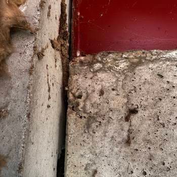 Termites Enter New Hampshire Homes Through Foundation Cracks