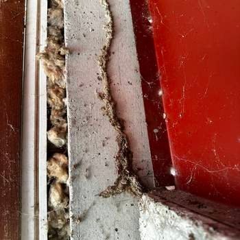 Termites Enter New Hampshire Homes Through Foundation Cracks